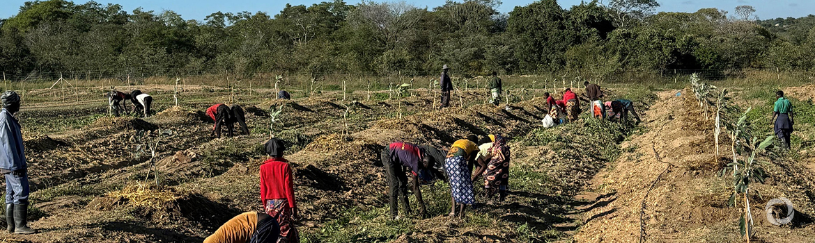 New investment supports large agricultural expansion in Southern Africa