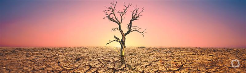 Droughts, Fires Dramatically Weakened Land Carbon Sinks Last Year, New Paper Reports