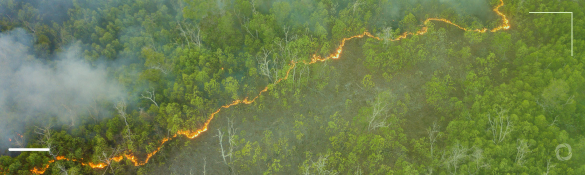 Wildfires in Brazil destroy huge areas of forests, causing billions in economic losses