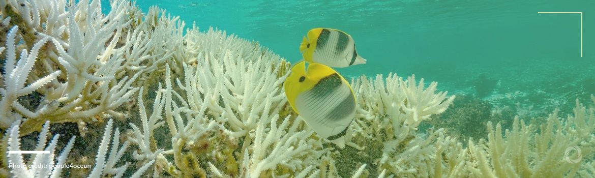 Coral bleaching at highest rates ever: Marine life, environment and livelihoods at risk