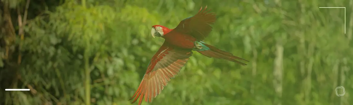 Drug trafficking and deforestation threaten bird habitats in Latin America
