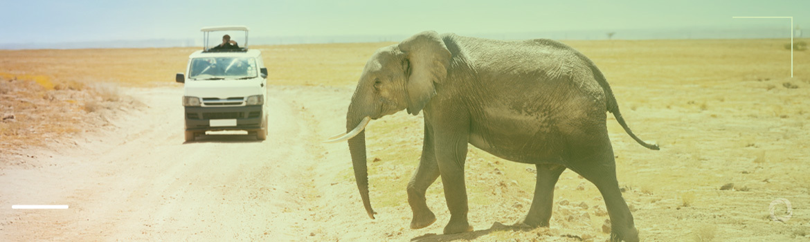 Wildlife trafficking: statistical insights and stories from 2024