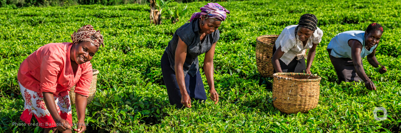Malawian farmers to receive over MK 2.2 billion in crop insurance payout
