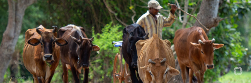 At Cop29 Ifad Helps Countries To Achieve Agricultural Methane