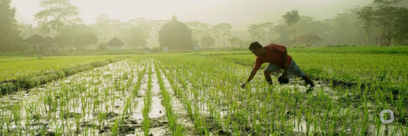 FAO adds to data coverage of employment in agrifood systems