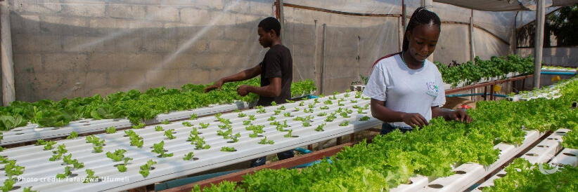 Japan supports climate resilience and sustainable agriculture in Zimbabwe Japan supports climate resilience and sustainable agriculture in Zimbabwe