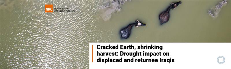 Iraq: Drought slashes seasonal harvest, water and food supply Iraq: Drought slashes seasonal harvest, water and food supply