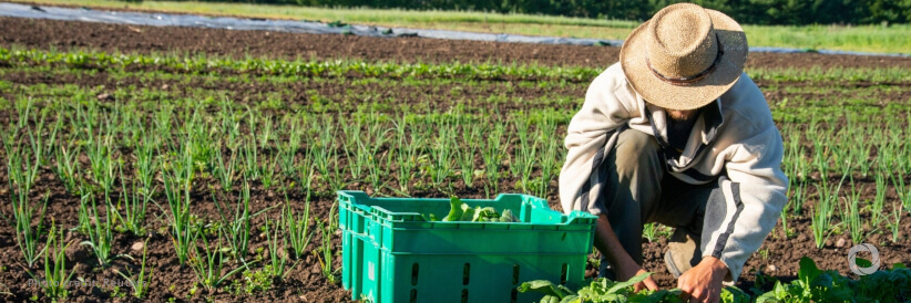 COP29: New climate finance goal must empower small-scale farmers to help feed the world