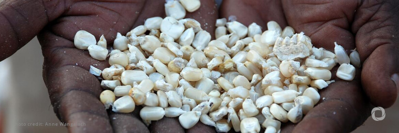 “Grain from Ukraine” maize arrives in Malawi to support drought-stricken communities “Grain from Ukraine” maize arrives in Malawi to support drought-stricken communities