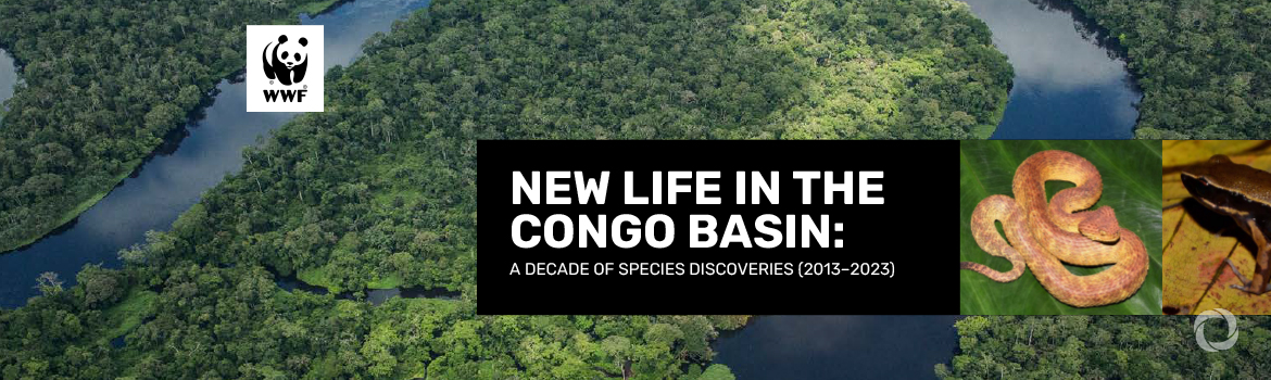 A decade of discovery - WWF report reveals 742 new species discovered in the Congo Basin