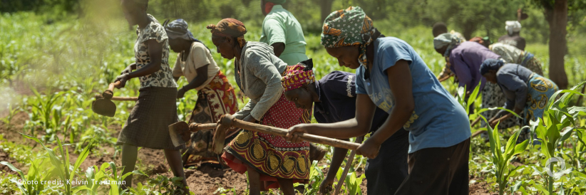 COP16: With investment, small-scale farmers can restore lands and deliver significant food security, climate, and economic benefits