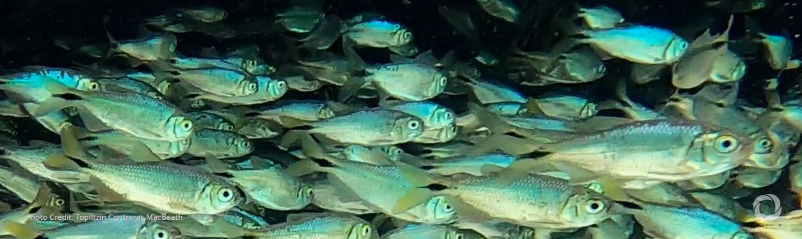 One quarter of freshwater animals at risk of extinction - IUCN red list