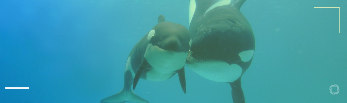 Orca whale grieves for second dead calf. What’s causing their death?