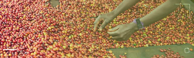 Uganda coffee farmers decry EU