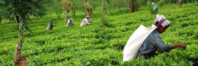 IFAD and India reinforce commitment towards inclusive agricultural growth