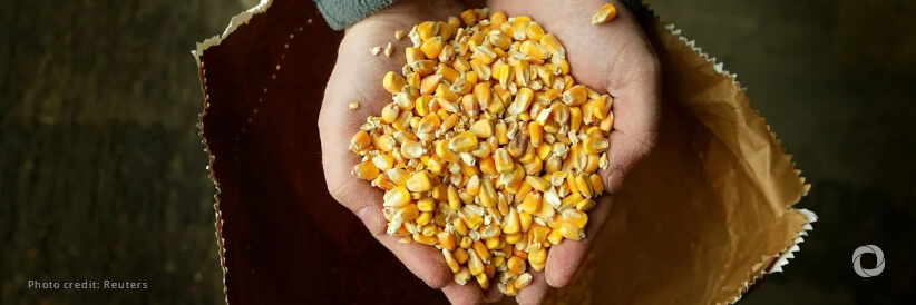 WFP to purchase and transport approximately 48,000 metric tons of maize on behalf of the government with World Bank funding WFP to purchase and transport approximately 48,000 metric tons of maize on behalf of the government with World Bank funding