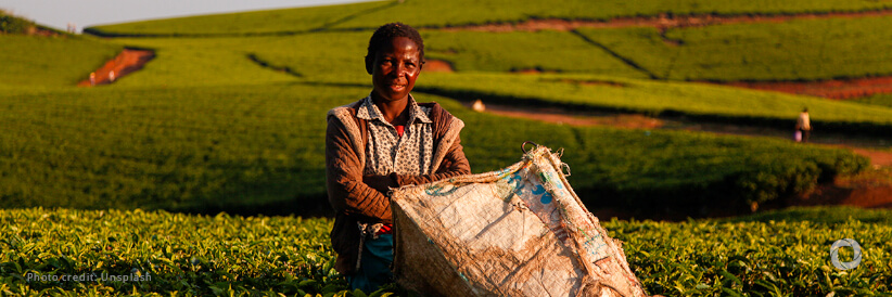 Japan steps up funding to WFP to strengthen food security and expand agricultural exports in Malawi