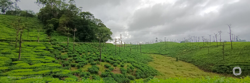 FAO launches AIM4NatuRe to improve monitoring of ecosystem restoration