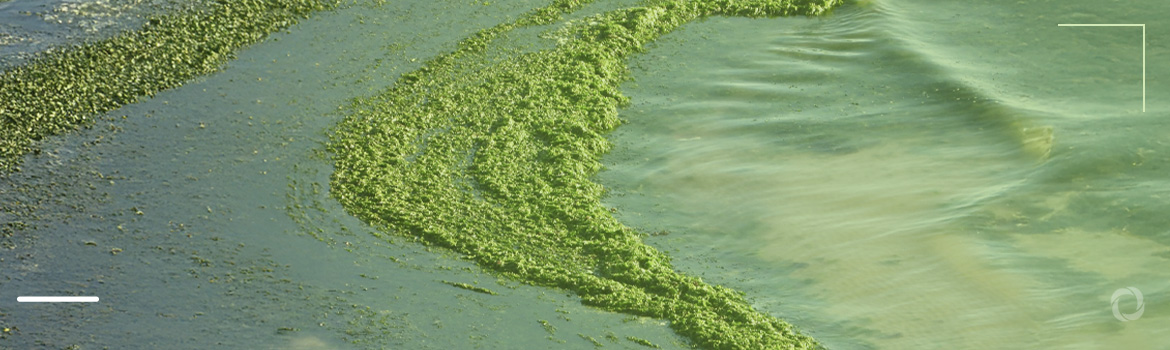Deadly algal bloom devastates Southern California’s marine life