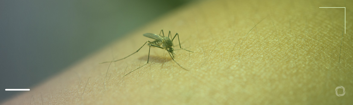 Oropouche virus surges across South America: No cure, no vaccine