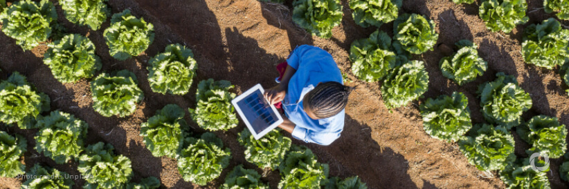 Cooperation at all levels and funding “critical” for plant health and food security, FAO says