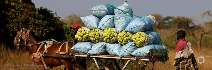 IFAD issues a second sustainable bond to Bank Al Maghrib to jointly support food security in rural areas