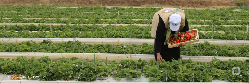 Gaza’s agricultural infrastructure continues to deteriorate at alarming rate
