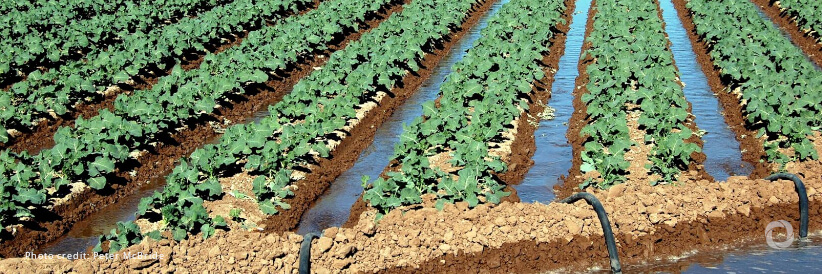 IFAD and Libya launch their first-ever project to help farmers combat water scarcity