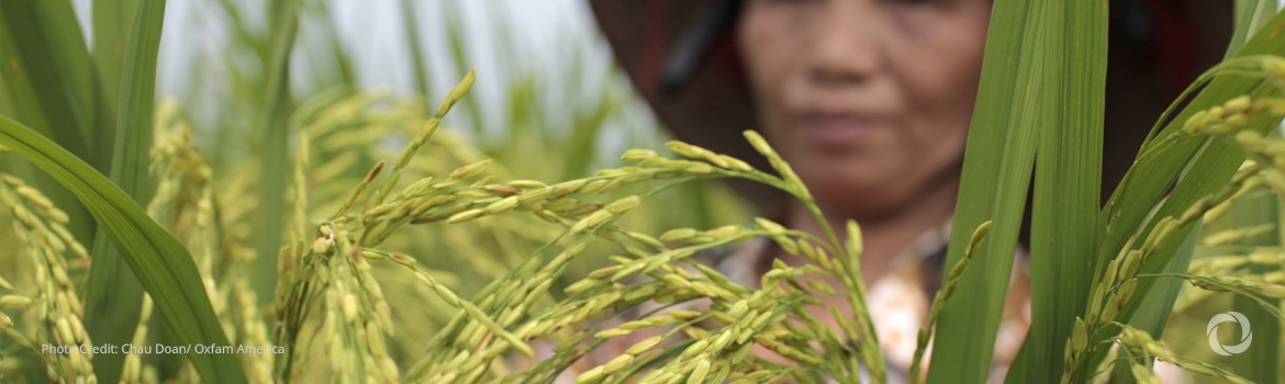 Asian Development Bank and partners launch rice farming initiative