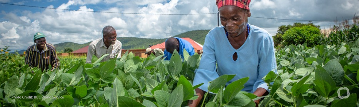 UK helps 100,000 Zambian farmers learn green methods