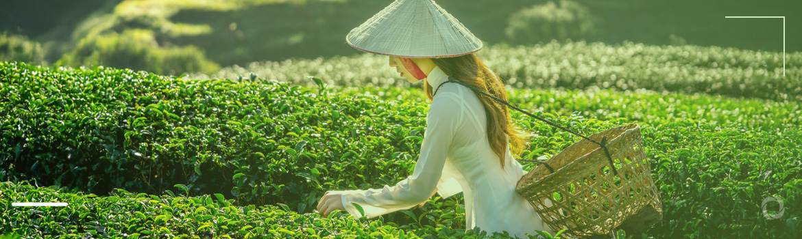 World’s largest tea-producing countries