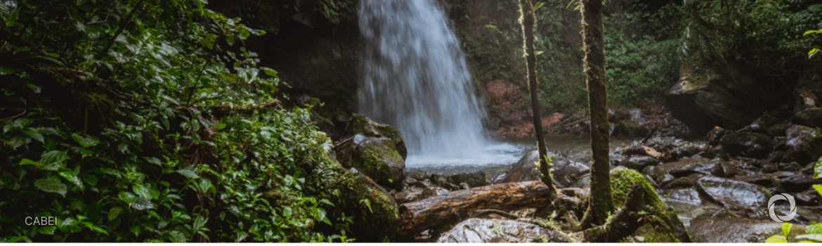 Central American bank funds Panama forest conservation