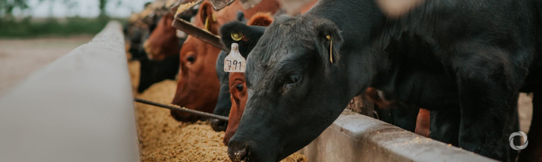 Electronic cattle tags become 