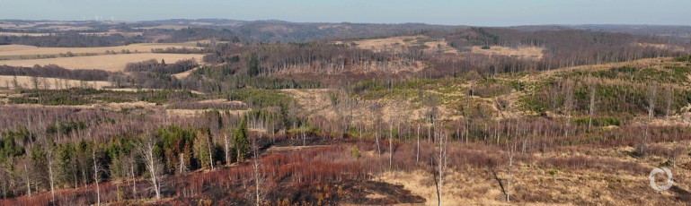 One-third of lost forests won'