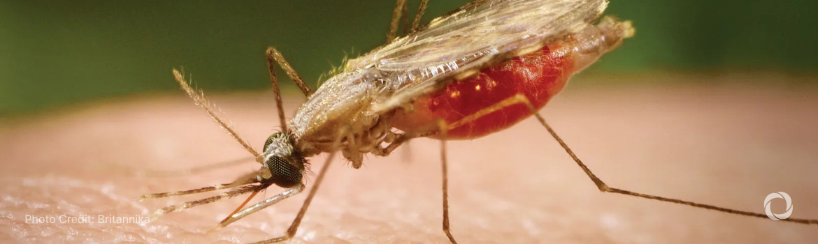 Suriname celebrates WHO malaria-free status