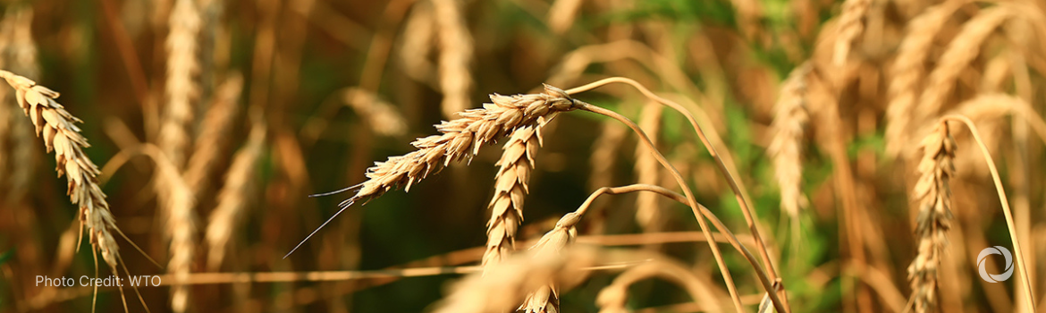 Canada steps up support for global food and plant health standards