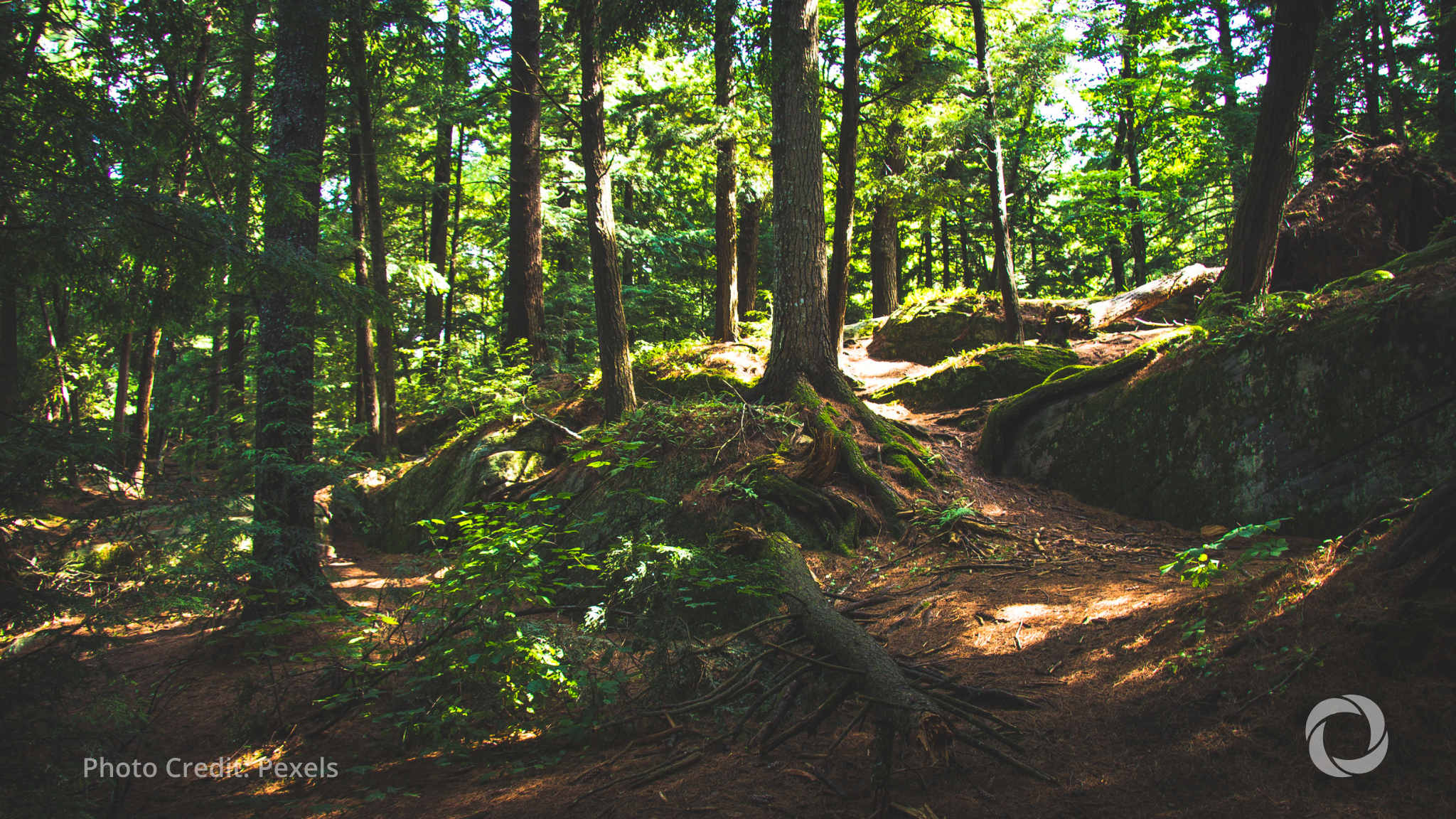 EU backs Denmark’s €626 million forest planting plan
