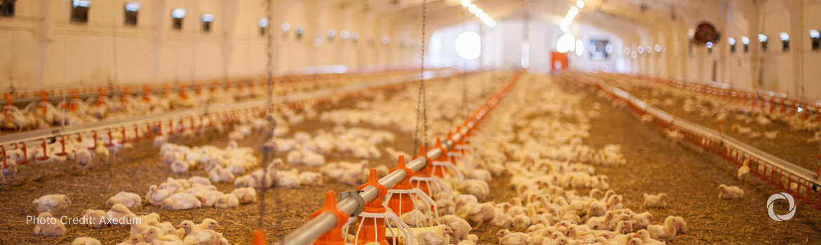 EBRD backs Moldova's top poultry producer expansion