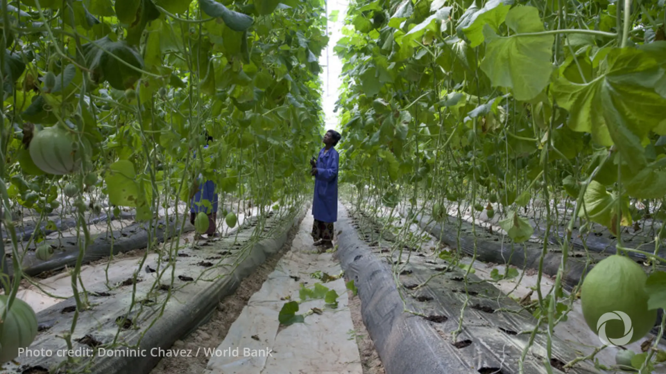 UN climate expo calls for adaptation funding, presents AI for resilience