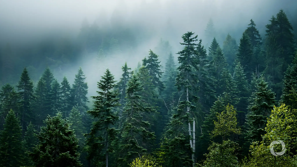 New business guides help meet EU deforestation rules deadline New business guides help meet EU deforestation rules deadline
