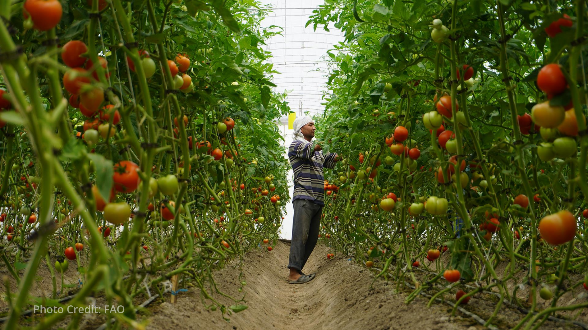 EBRD backs Uzbekistan agribusiness shift with €5 million loan