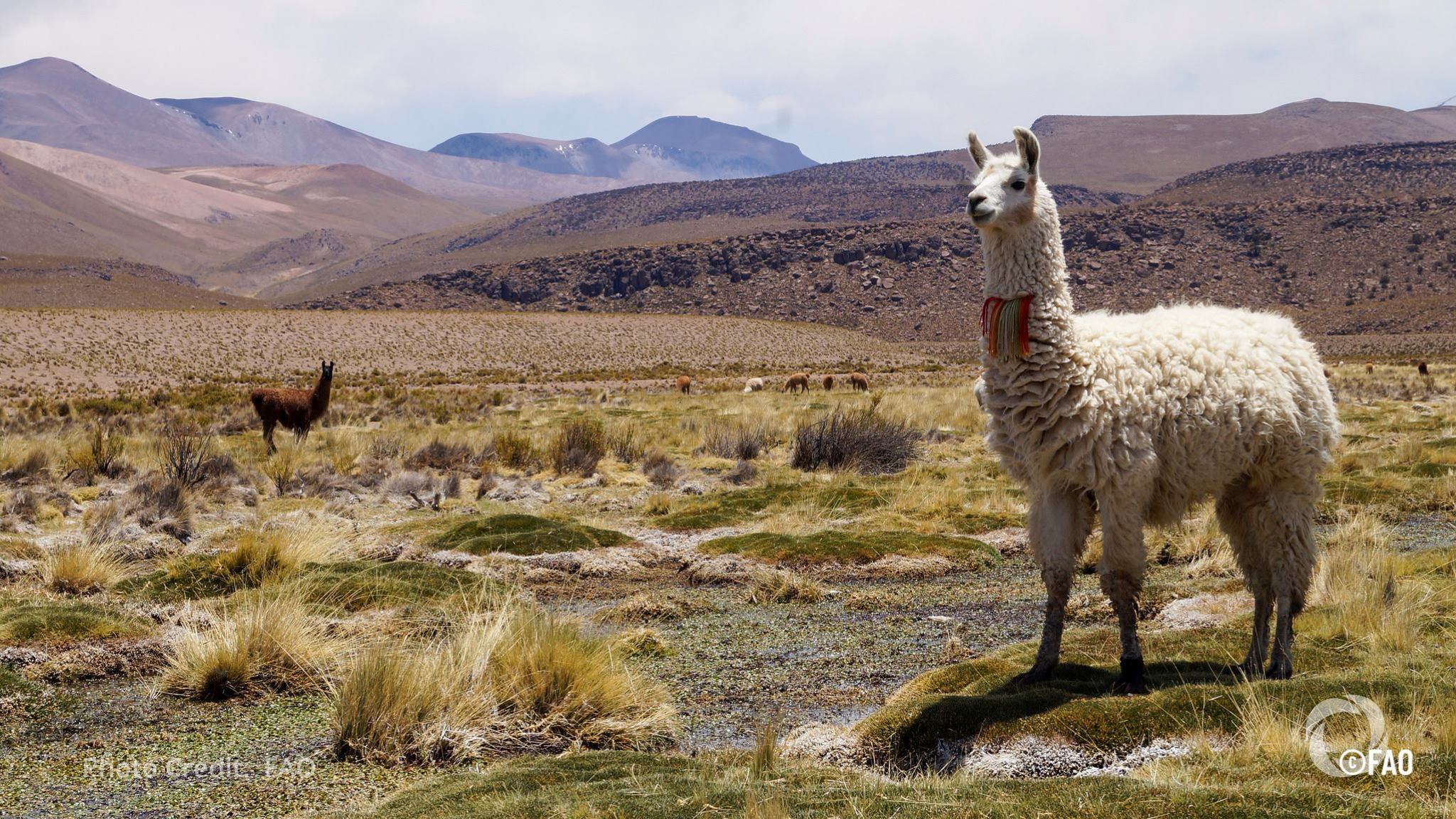 FAO celebrates Chile’s local food traditions