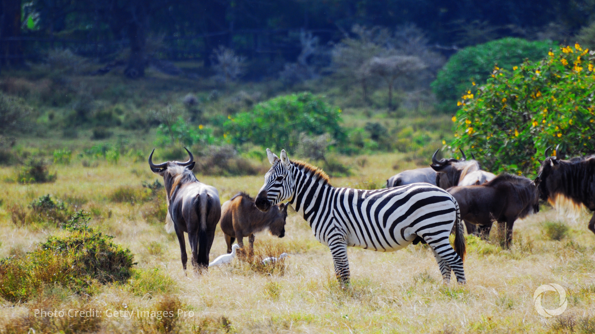 UK territories unite to protect rare wildlife