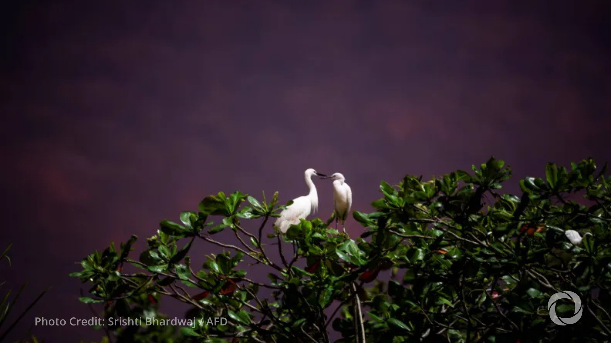 India, France, and Southern Africa unite for biodiversity India, France, and Southern Africa unite for biodiversity