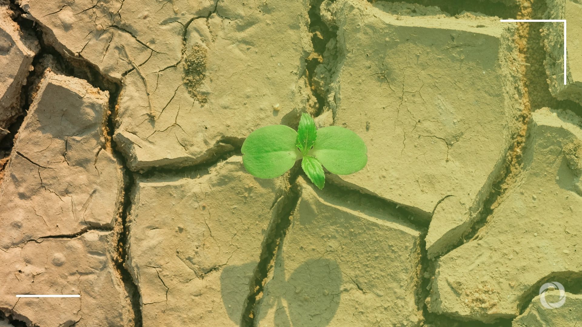 Africa’s silent crisis: Soil erosion and how farmers fight back