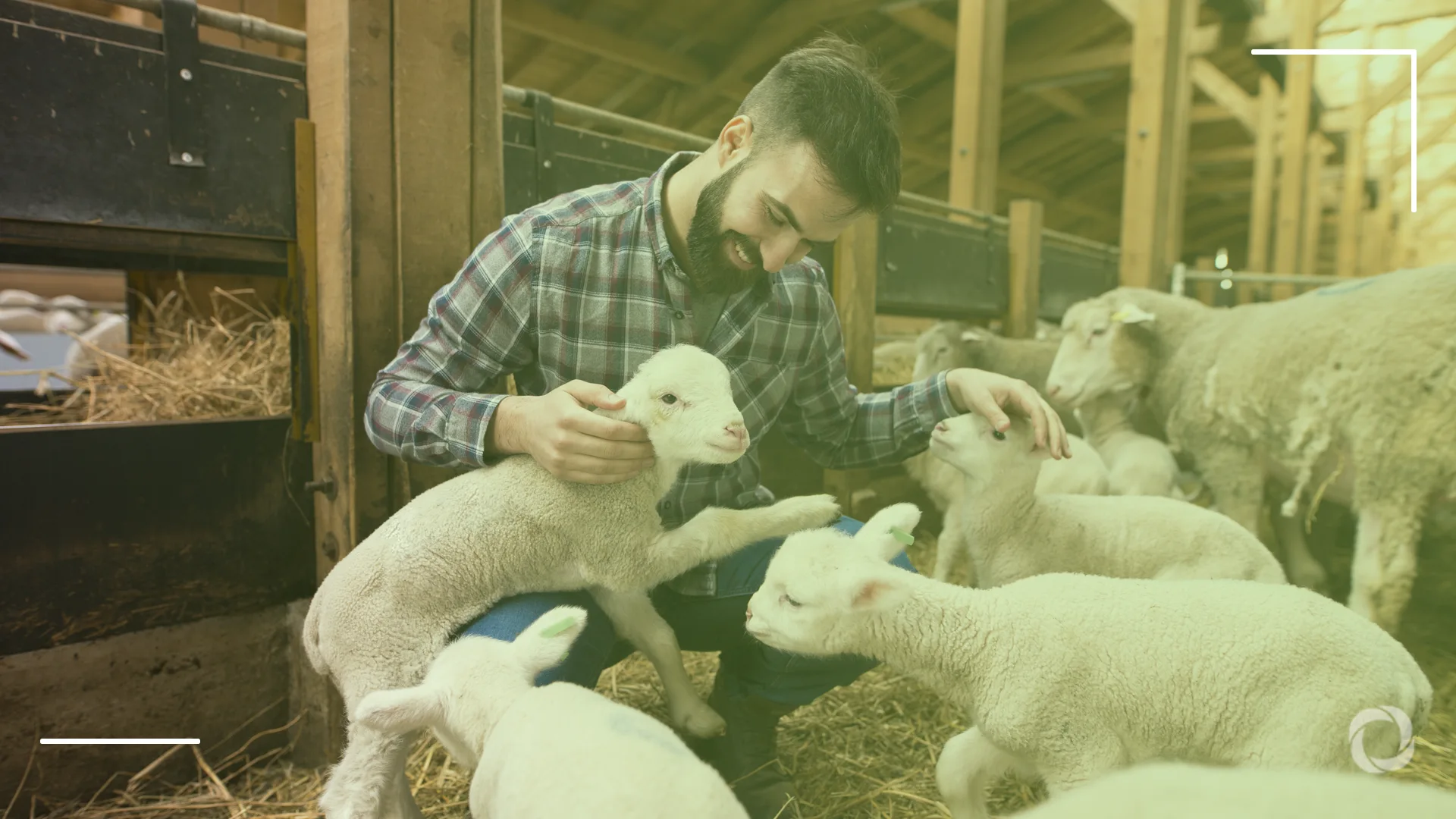 4 Cost-effective ideas to improve animal welfare