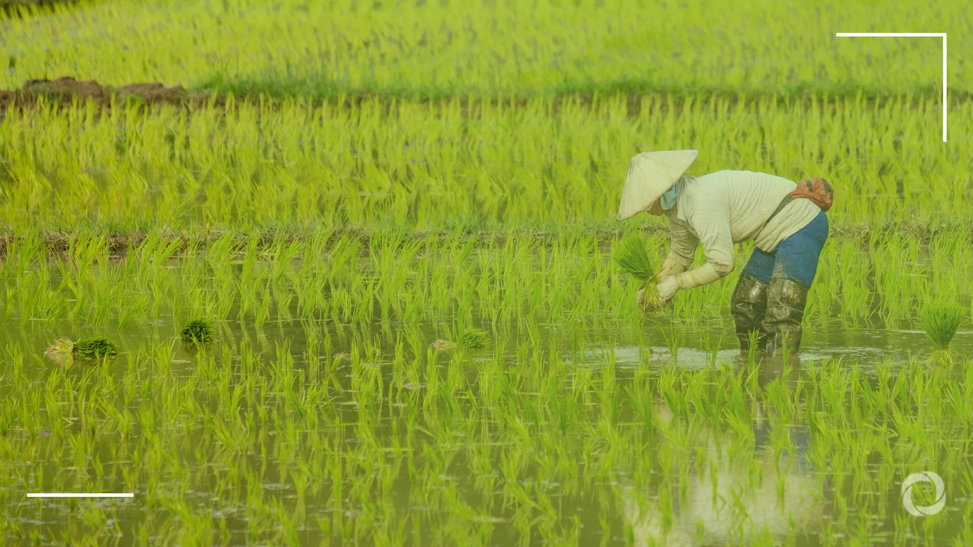 Rice, the grain that feeds the world, is breaking the planet
