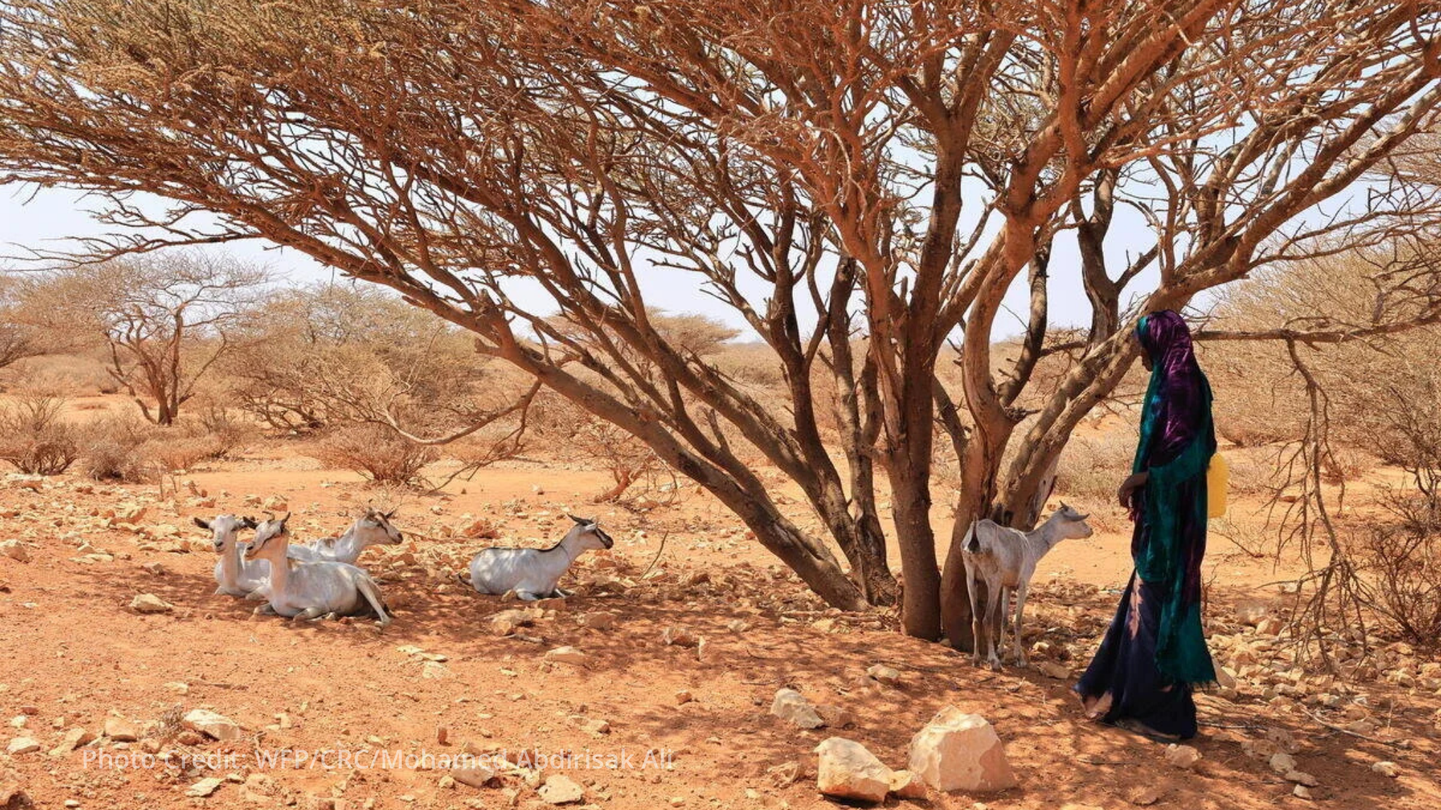 WFP warns Somalia hunger lifeline could run dry within weeks