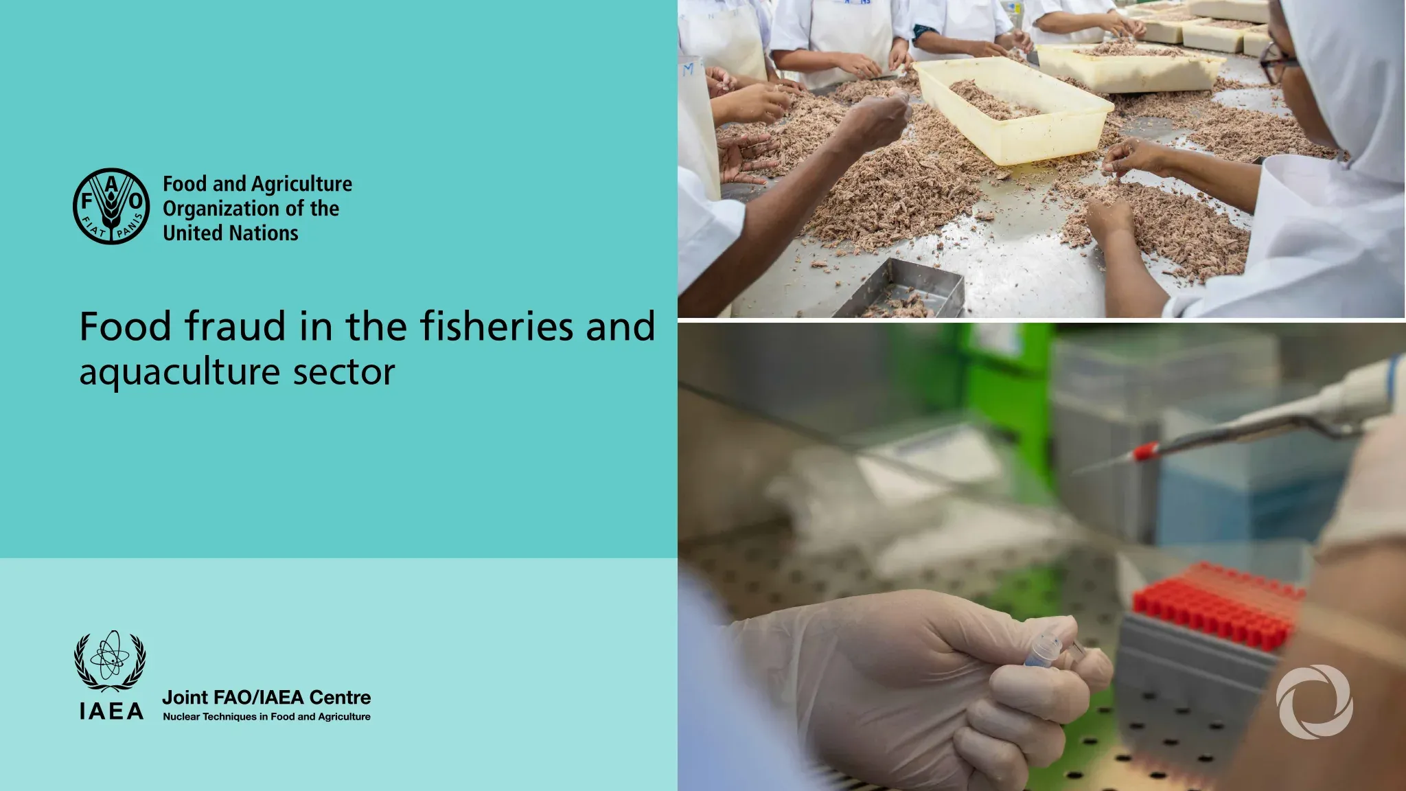 Fish fraud affects one fifth of global catch, UN warns