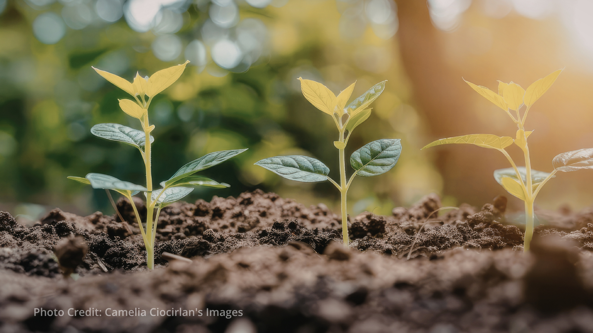 FAO: Global Symposium on Soil Compaction